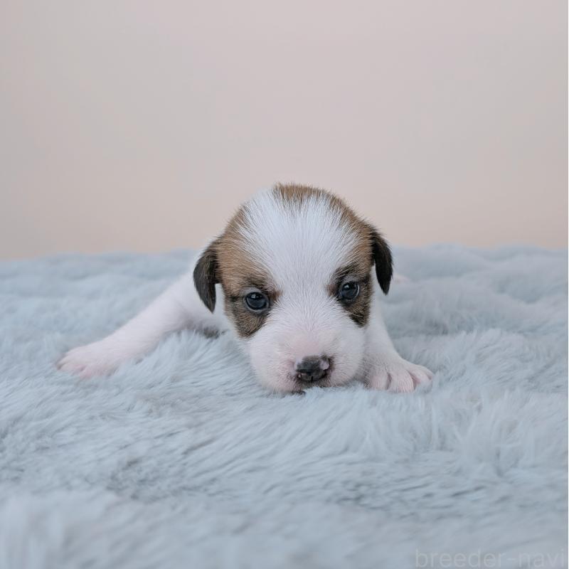 販売中の長崎県のジャックラッセルテリア-452826の5枚目