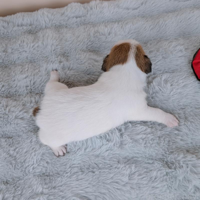 販売中の長崎県のジャックラッセルテリア-452826の4枚目