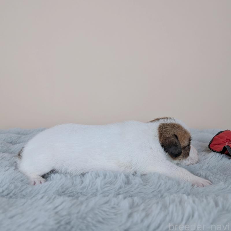 販売中の長崎県のジャックラッセルテリア-452826の3枚目