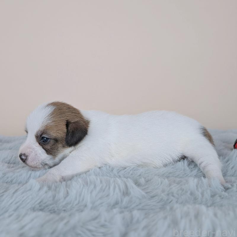 販売中の長崎県のジャックラッセルテリア-452826の2枚目