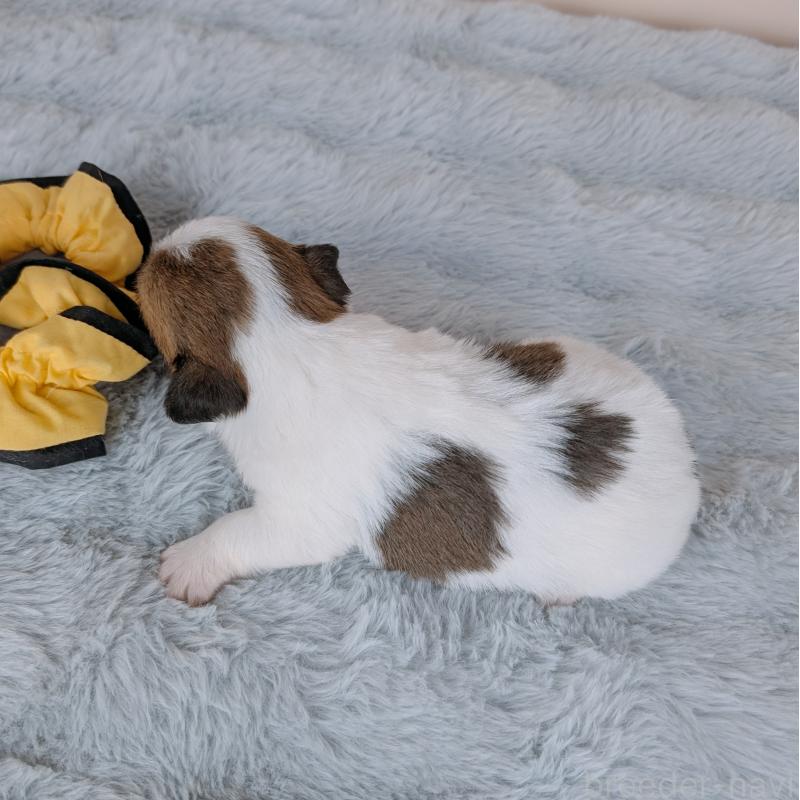 販売中の長崎県のジャックラッセルテリア-452827の6枚目