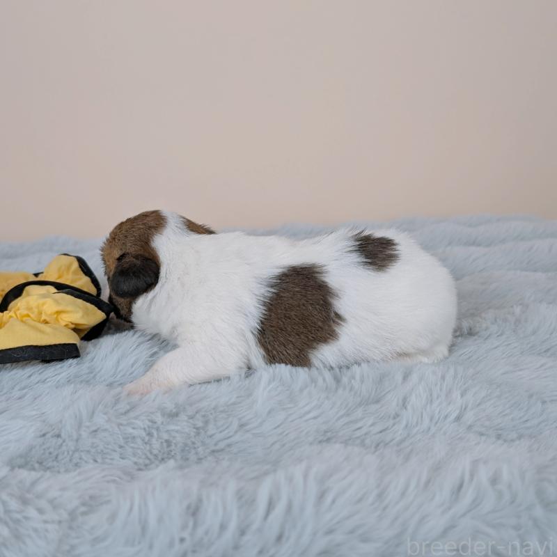 販売中の長崎県のジャックラッセルテリア-452827の5枚目