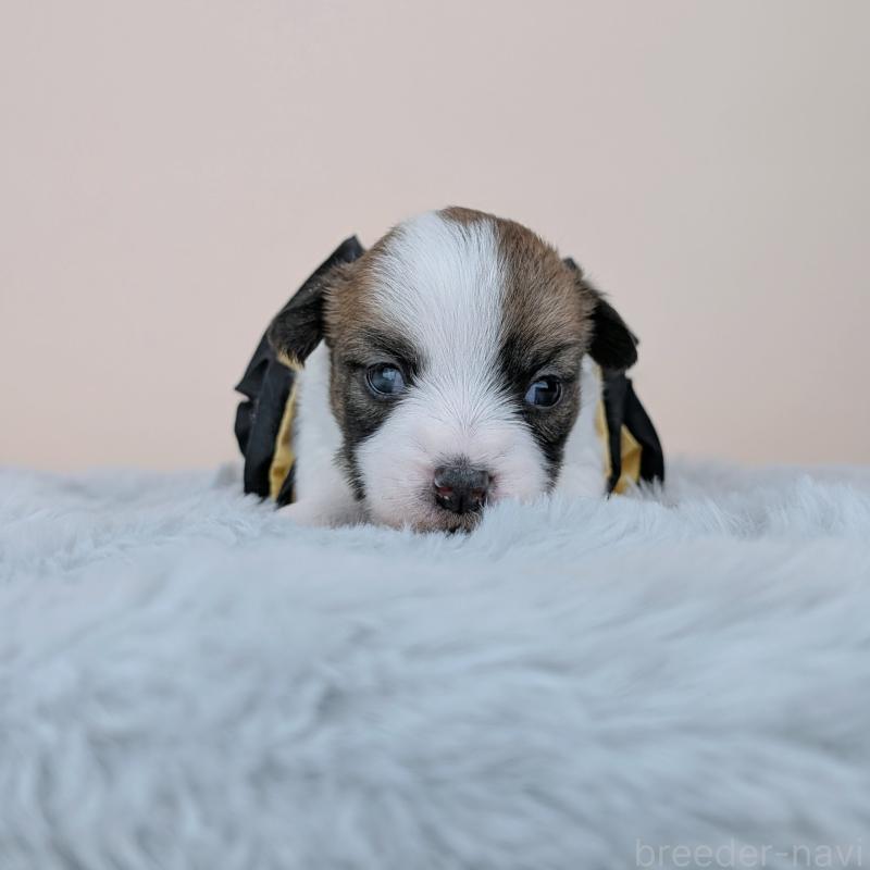 販売中の長崎県のジャックラッセルテリア-452827の2枚目