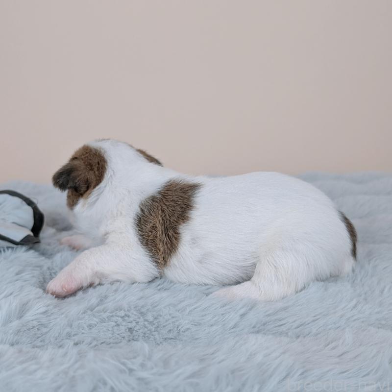 販売中の長崎県のジャックラッセルテリア-452828の6枚目