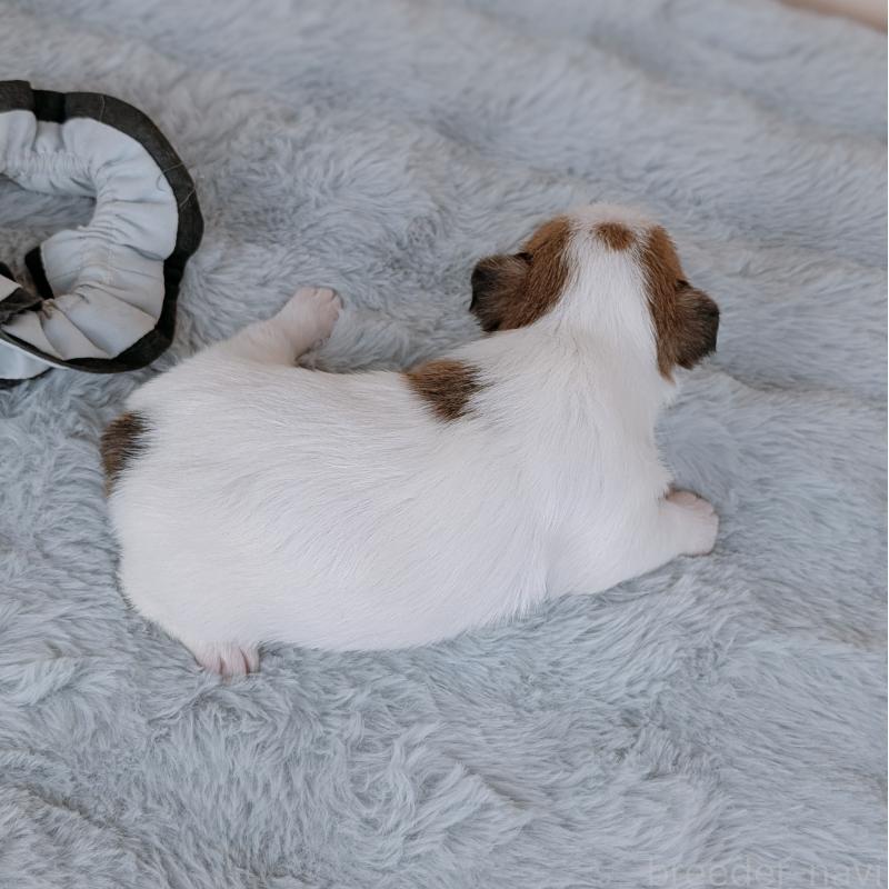 販売中の長崎県のジャックラッセルテリア-452828の5枚目