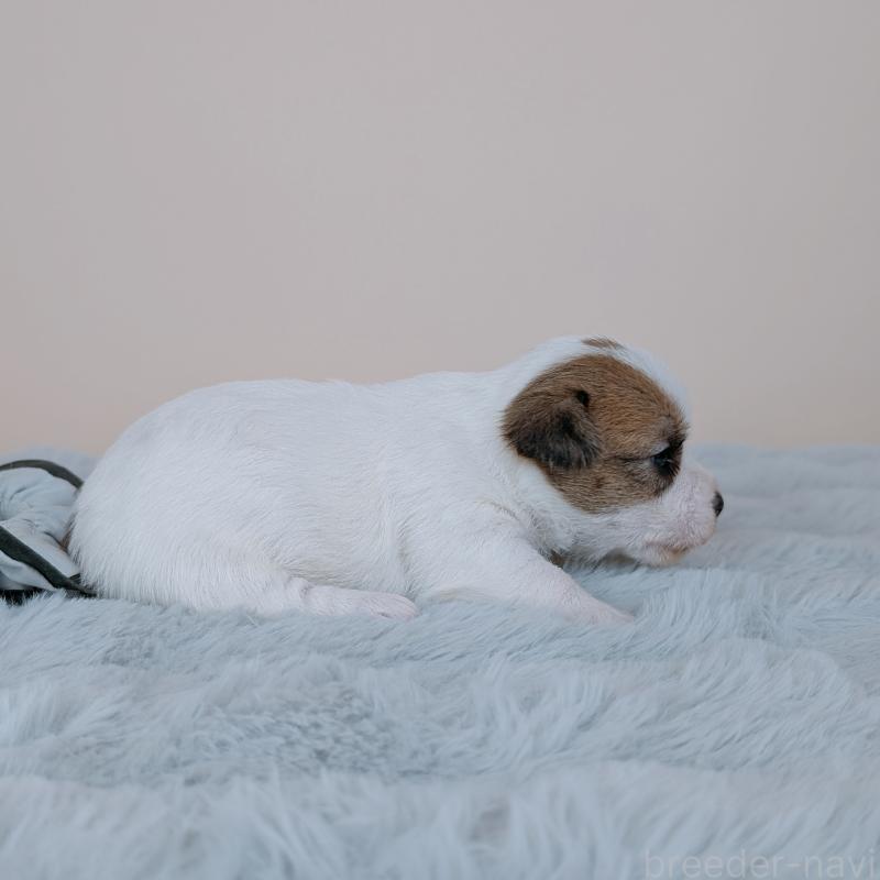 販売中の長崎県のジャックラッセルテリア-452828の4枚目