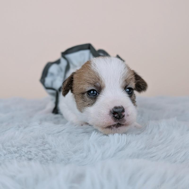 販売中の長崎県のジャックラッセルテリア-452828の3枚目