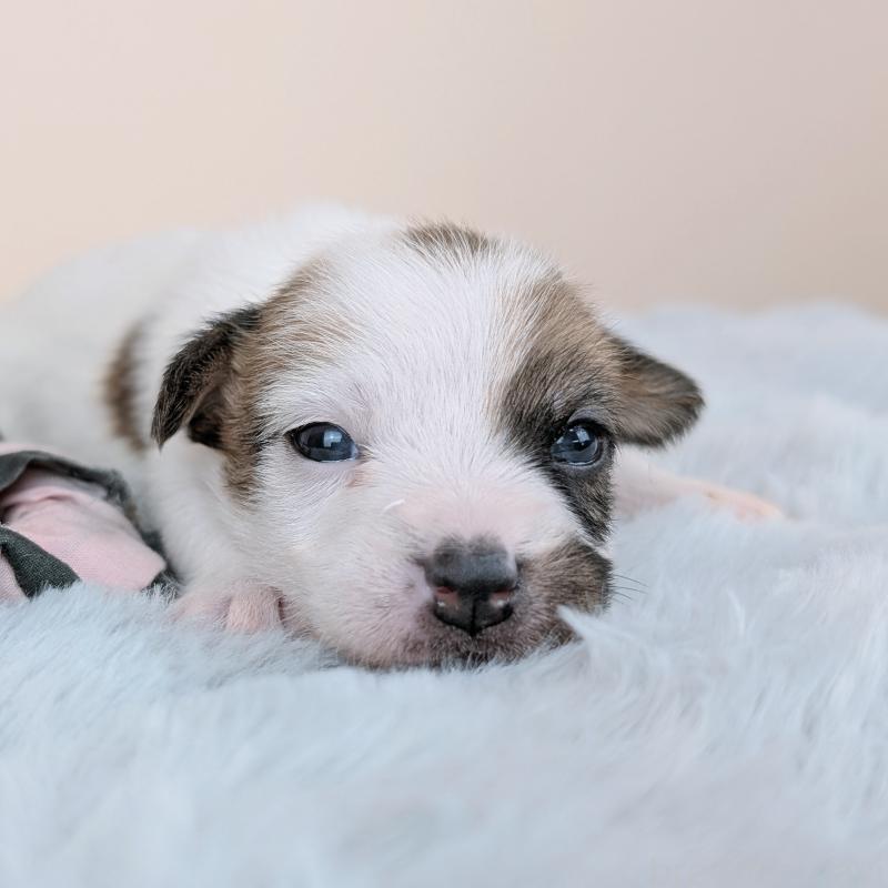 販売中の長崎県のジャックラッセルテリア-452829の7枚目