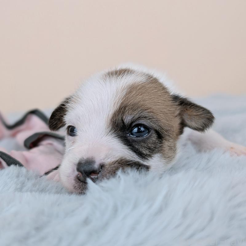 販売中の長崎県のジャックラッセルテリア-452829の6枚目