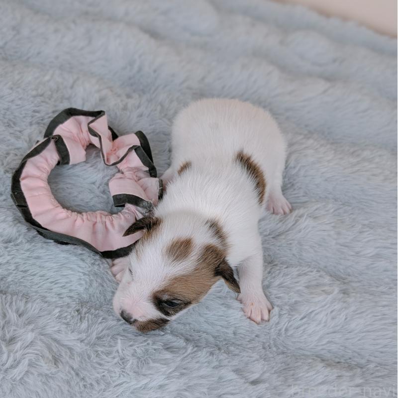 販売中の長崎県のジャックラッセルテリア-452829の5枚目