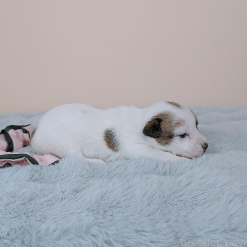 販売中の長崎県のジャックラッセルテリア-452829の4枚目