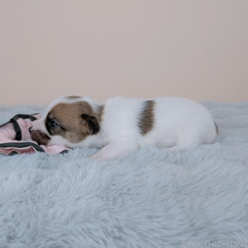 販売中の長崎県のジャックラッセルテリア-452829の3枚目