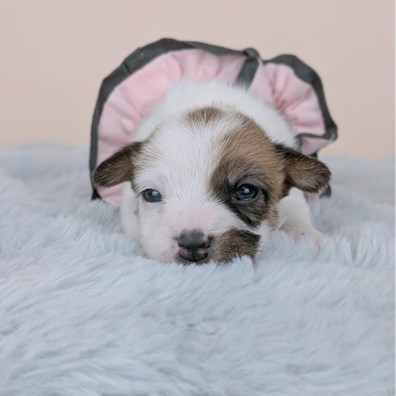 販売中の長崎県のジャックラッセルテリア-452829の2枚目