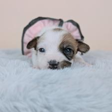 ♀︎ジャックラッセルテリア