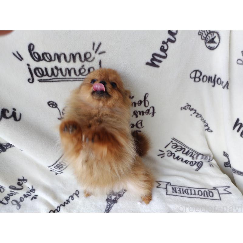 販売中の栃木県のポメラニアン-415881の3枚目