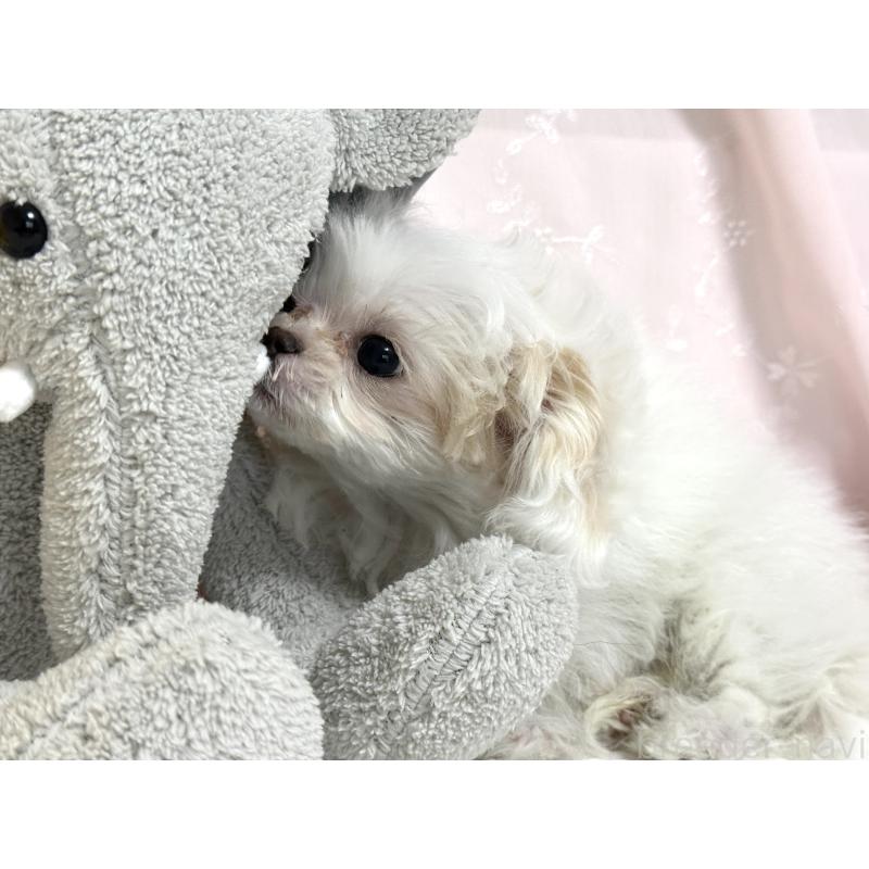 販売中の埼玉県のミックス犬-447194の3枚目