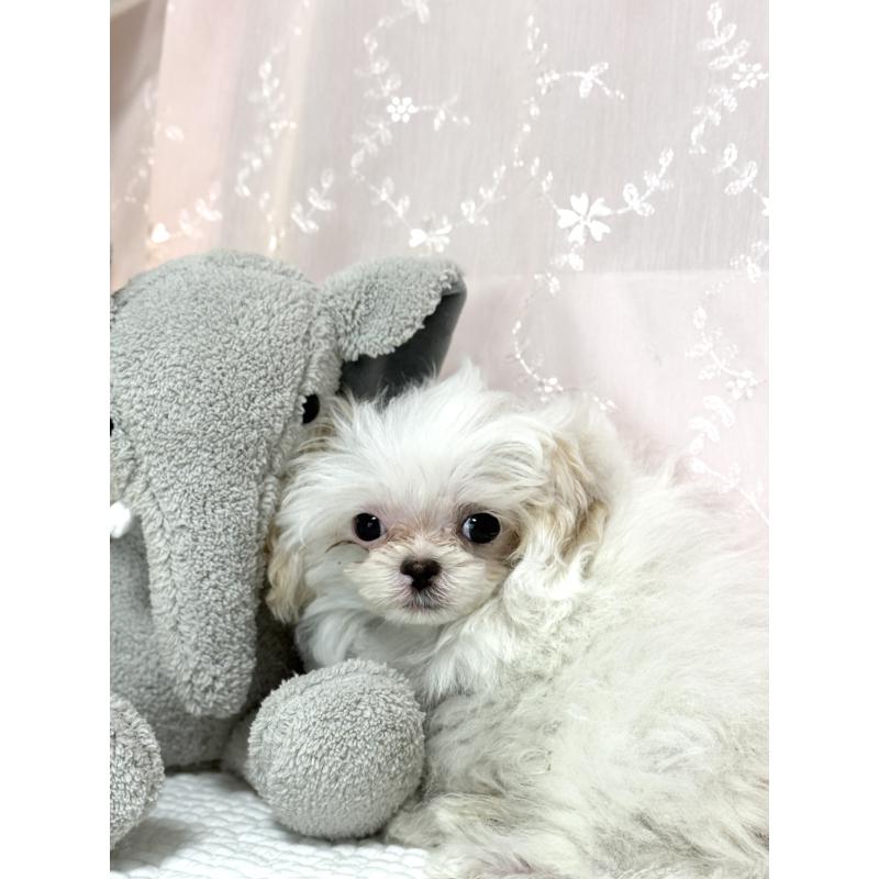 販売中の埼玉県のミックス犬-447194の2枚目