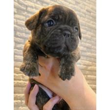 ♀︎フレンチブルドッグ