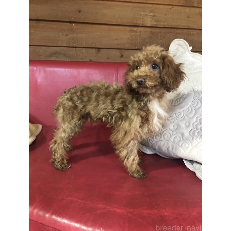 販売中の兵庫県のトイプードル-425599の13枚目