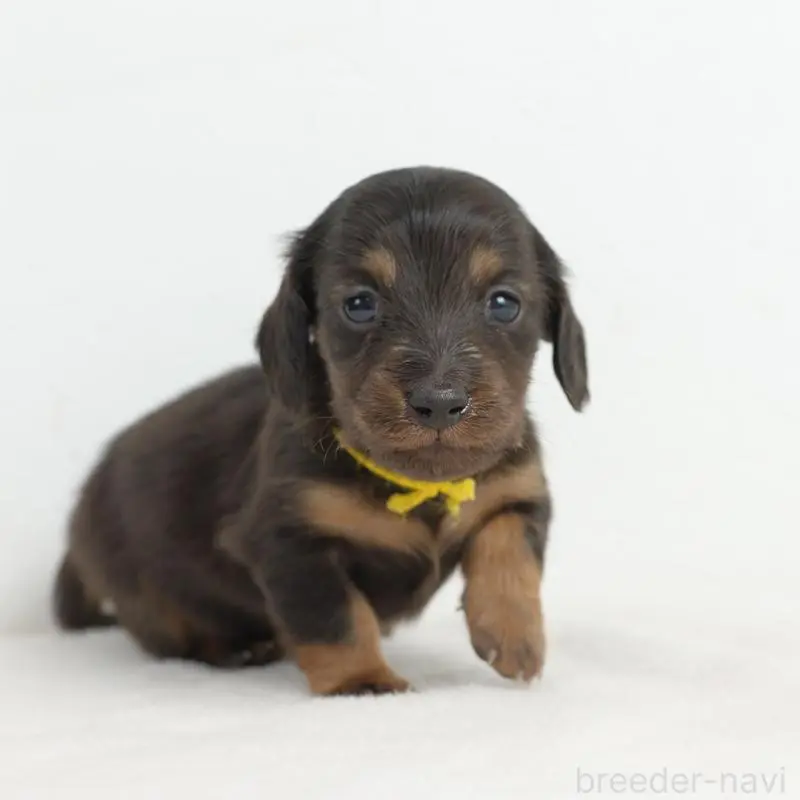 販売中の愛知県のミニチュアダックスフンド(ロングヘアード)-452592の5枚目