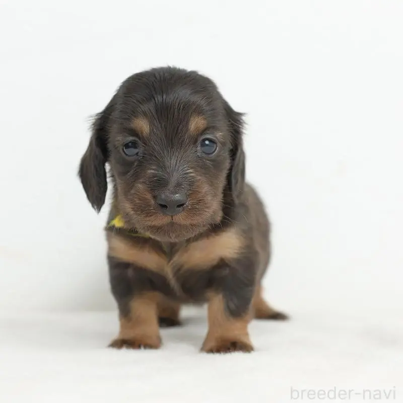 販売中の愛知県のミニチュアダックスフンド(ロングヘアード)-452592の4枚目