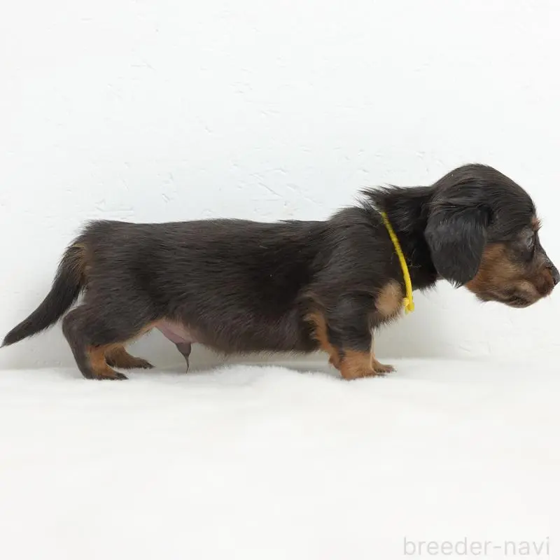 販売中の愛知県のミニチュアダックスフンド(ロングヘアード)-452592の2枚目