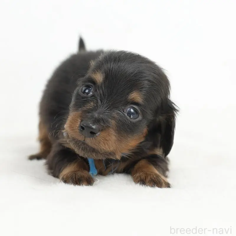 販売中の愛知県のミニチュアダックスフンド(ロングヘアード)-452593の3枚目