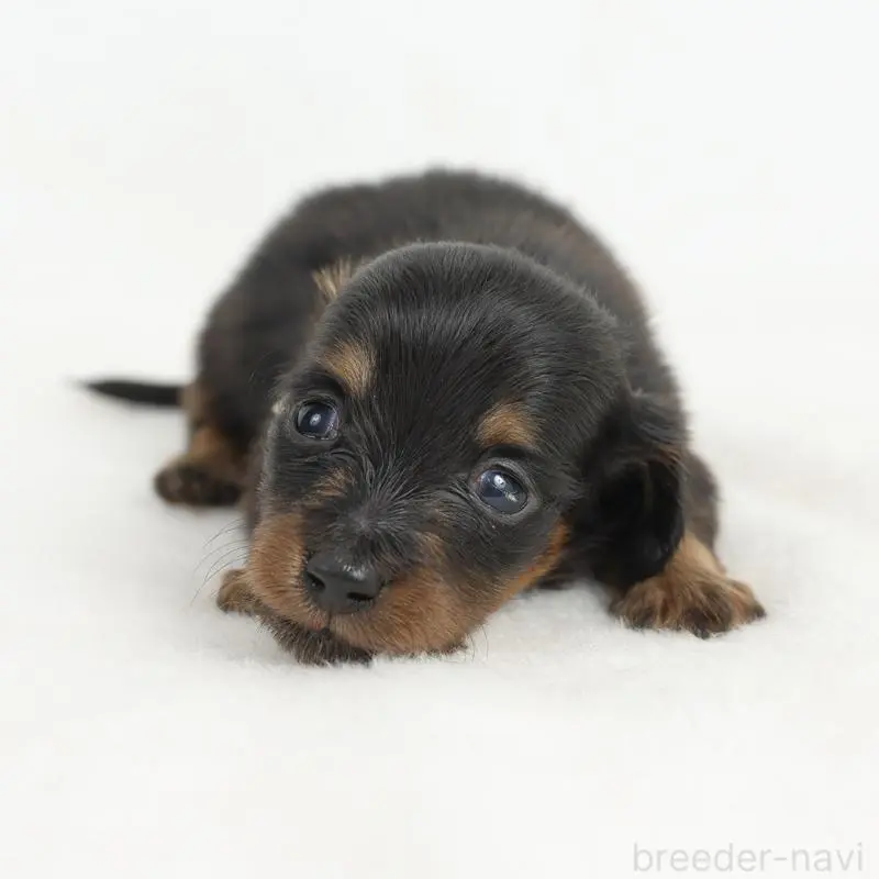 販売中の愛知県のミニチュアダックスフンド(ロングヘアード)-452593の2枚目