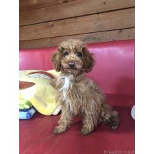 ♀︎トイプードル