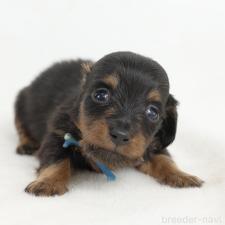 ♀︎ミニチュアダックスフンド(ロングヘアード)