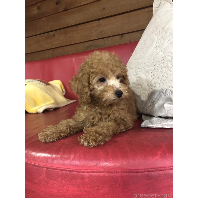 販売中の兵庫県のトイプードル-444619の11枚目