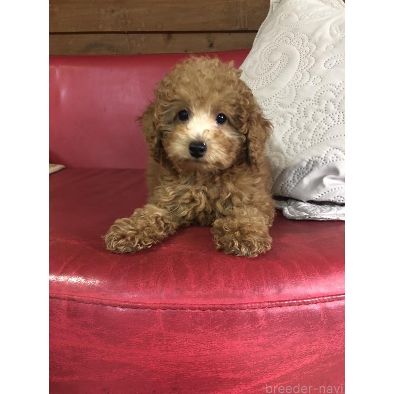 販売中の兵庫県のトイプードル-444619の10枚目