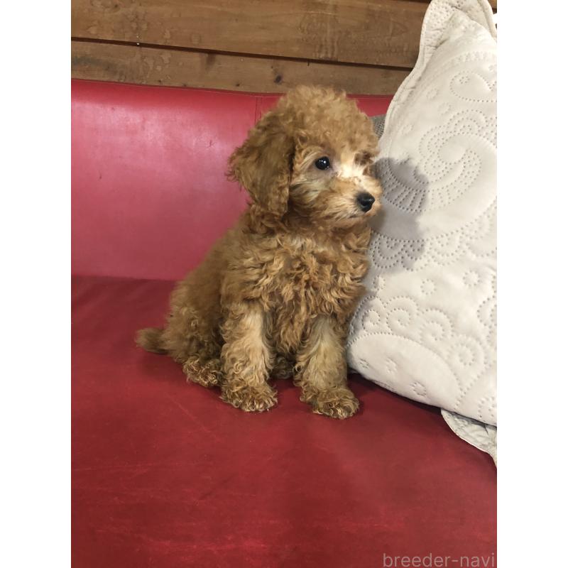 販売中の兵庫県のトイプードル-444619の8枚目