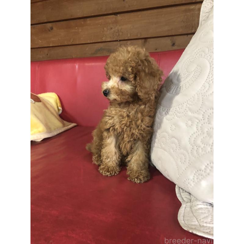 販売中の兵庫県のトイプードル-444619の7枚目