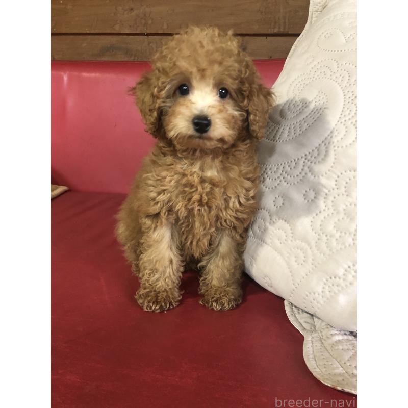 販売中の兵庫県のトイプードル-444619の6枚目