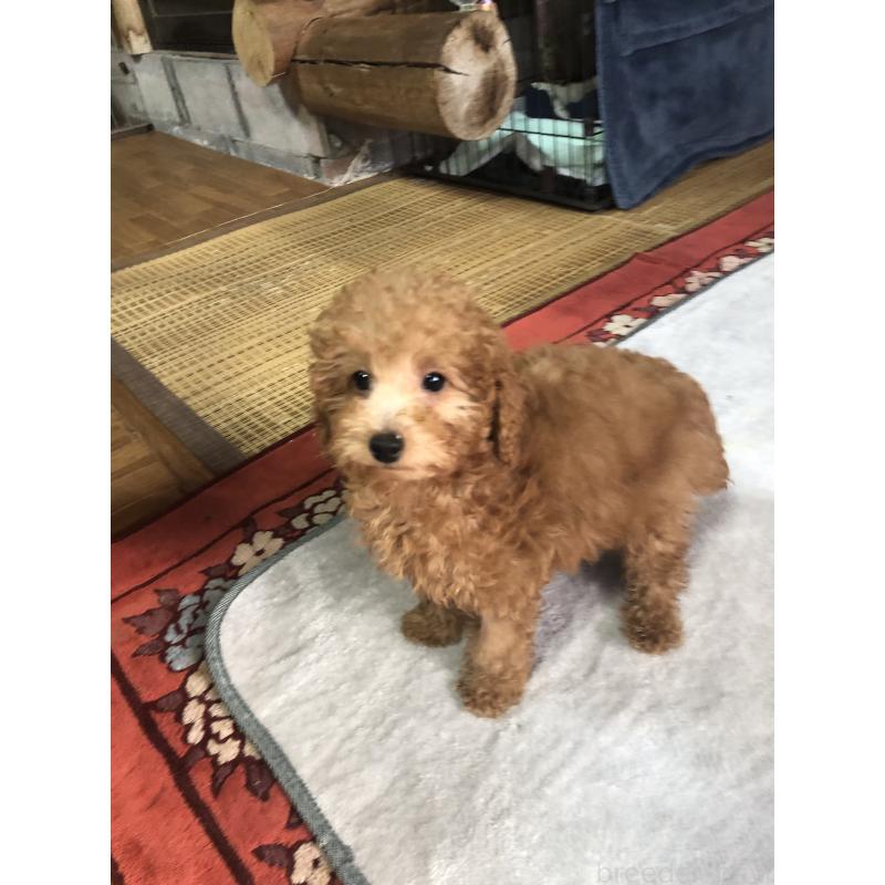 販売中の兵庫県のトイプードル-444619の5枚目