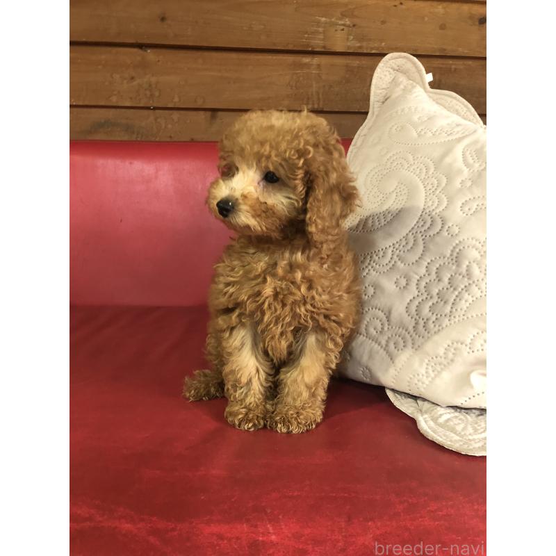 販売中の兵庫県のトイプードル-444619の3枚目