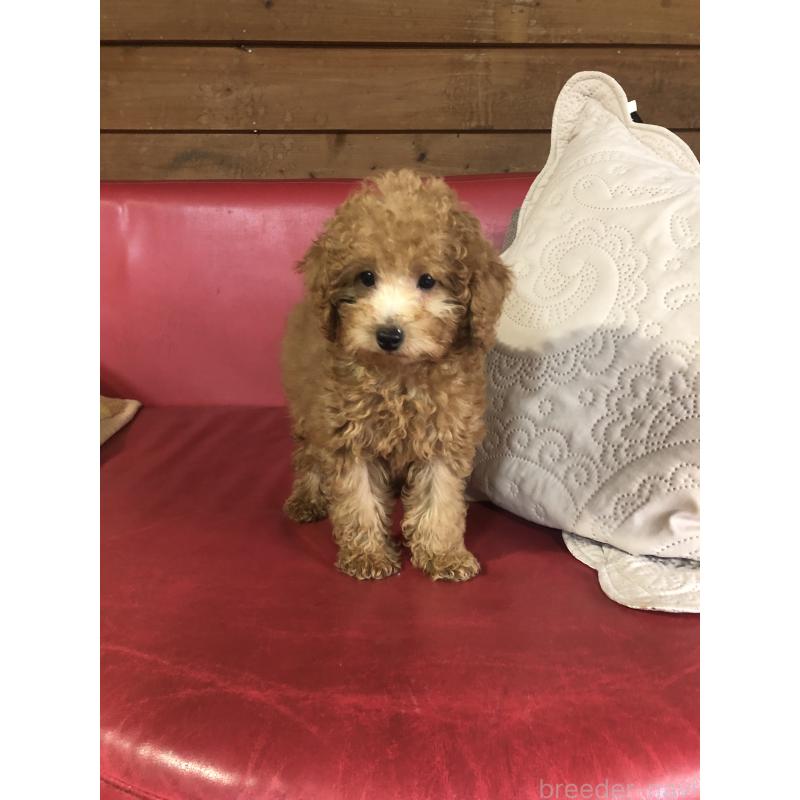 販売中の兵庫県のトイプードル-444619の2枚目