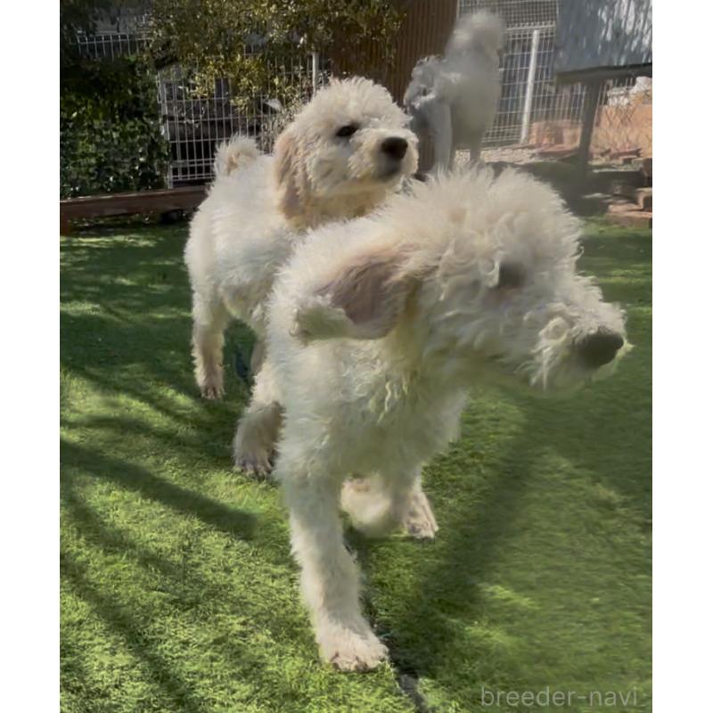 販売中の群馬県のスタンダードプードル-452594の9枚目