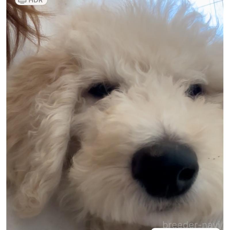 販売中の群馬県のスタンダードプードル-452594の8枚目