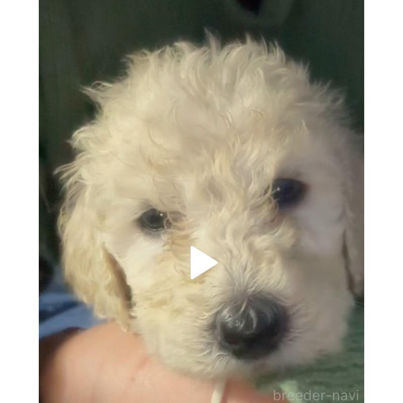 販売中の群馬県のスタンダードプードル-452594の7枚目