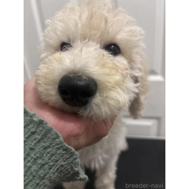 販売中の群馬県のスタンダードプードル-452594の5枚目