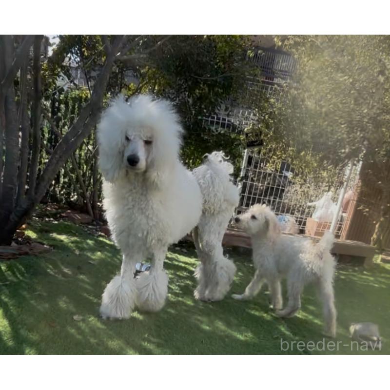 販売中の群馬県のスタンダードプードル-452594の4枚目