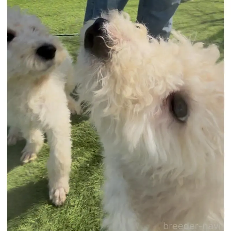 販売中の群馬県のスタンダードプードル-452594の3枚目