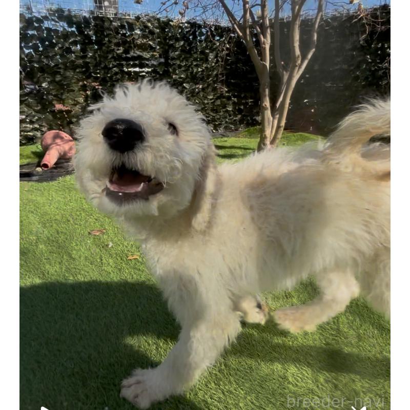 販売中の群馬県のスタンダードプードル-452594の2枚目