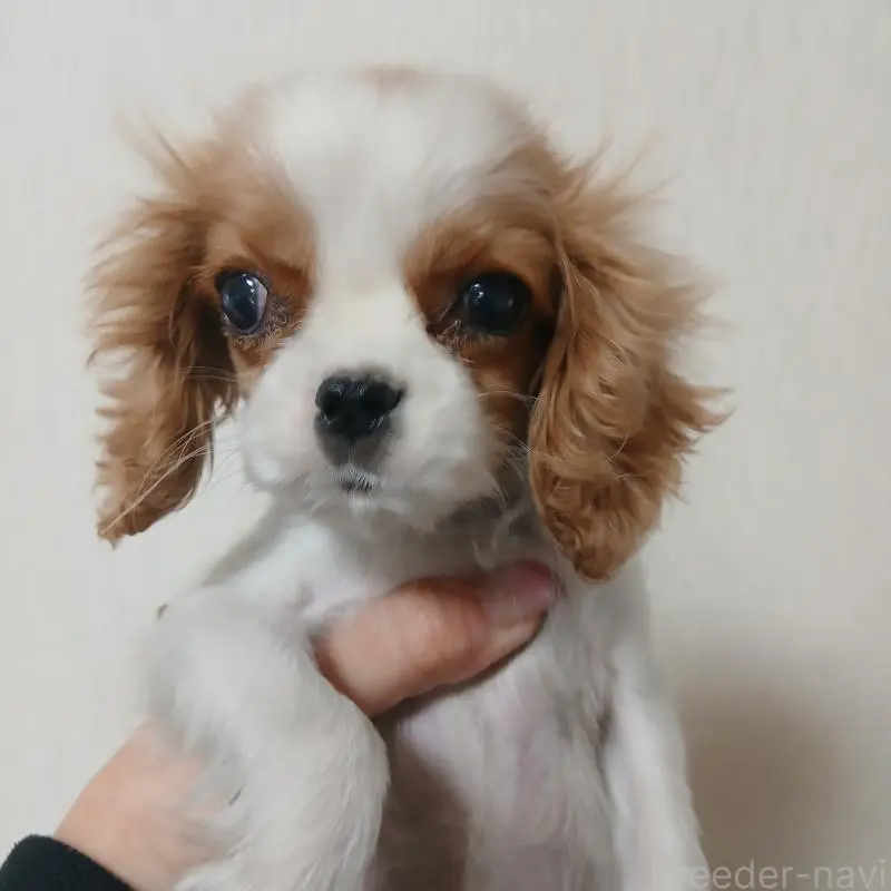 販売中の福岡県のキャバリアキングチャールズスパニエル-452596の4枚目