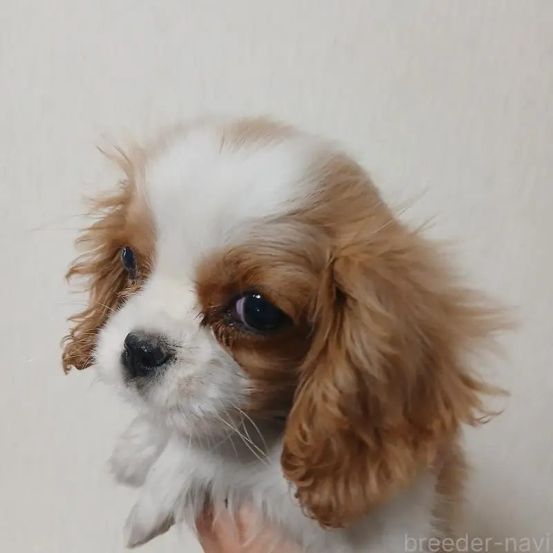 販売中の福岡県のキャバリアキングチャールズスパニエル-452596の3枚目