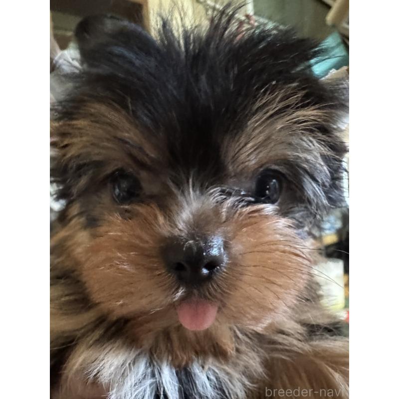 販売中の広島県のヨークシャーテリア-452597の2枚目