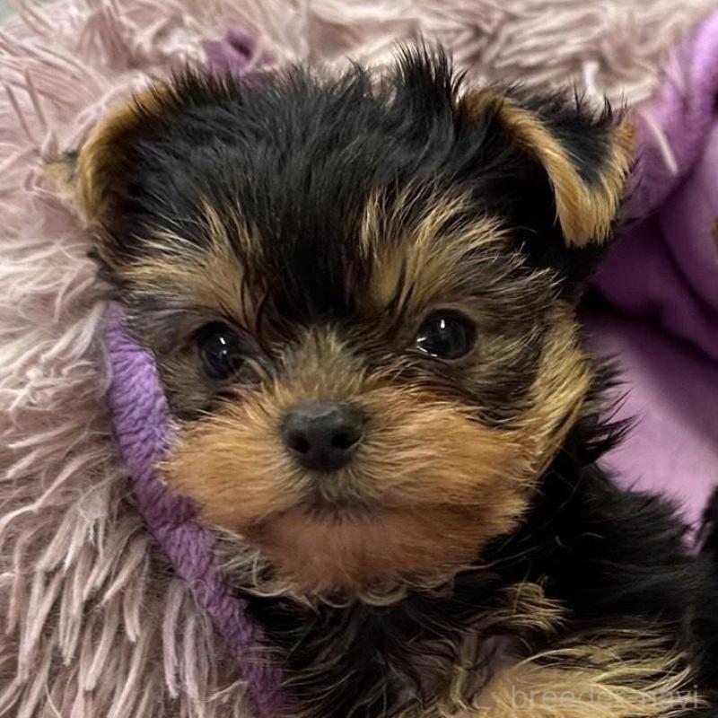 販売中の広島県のヨークシャーテリア-452597