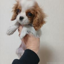 ♀︎キャバリアキングチャールズスパニエル